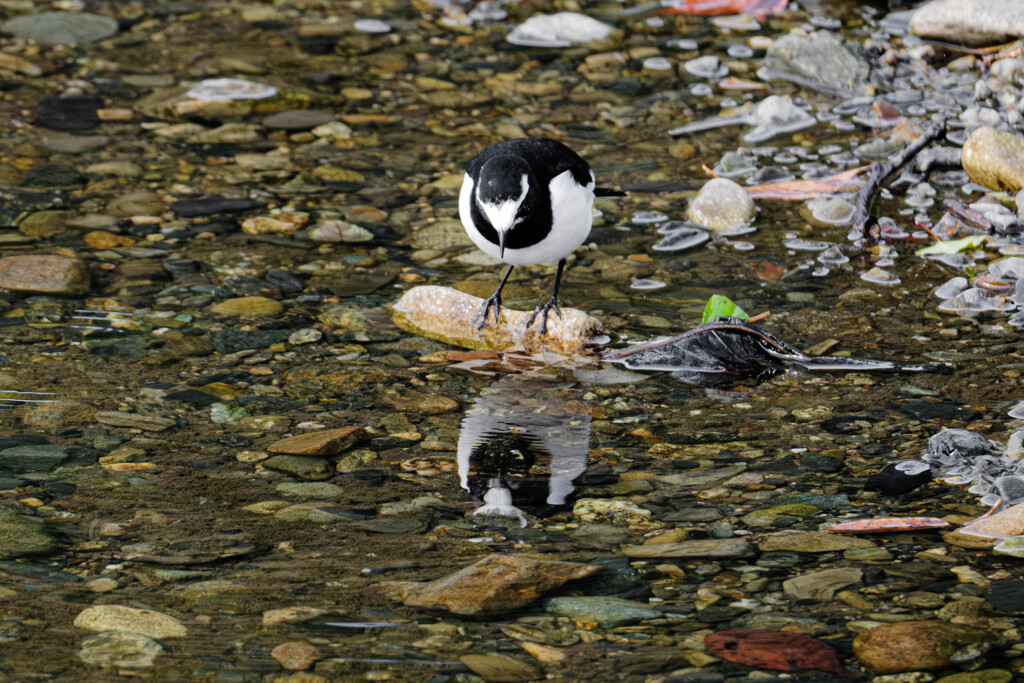 水面に映るのはだれ？　セグロセキレイ