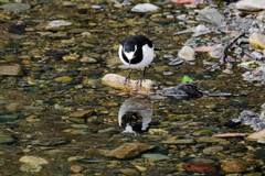 水面に映るのはだれ？　セグロセキレイ