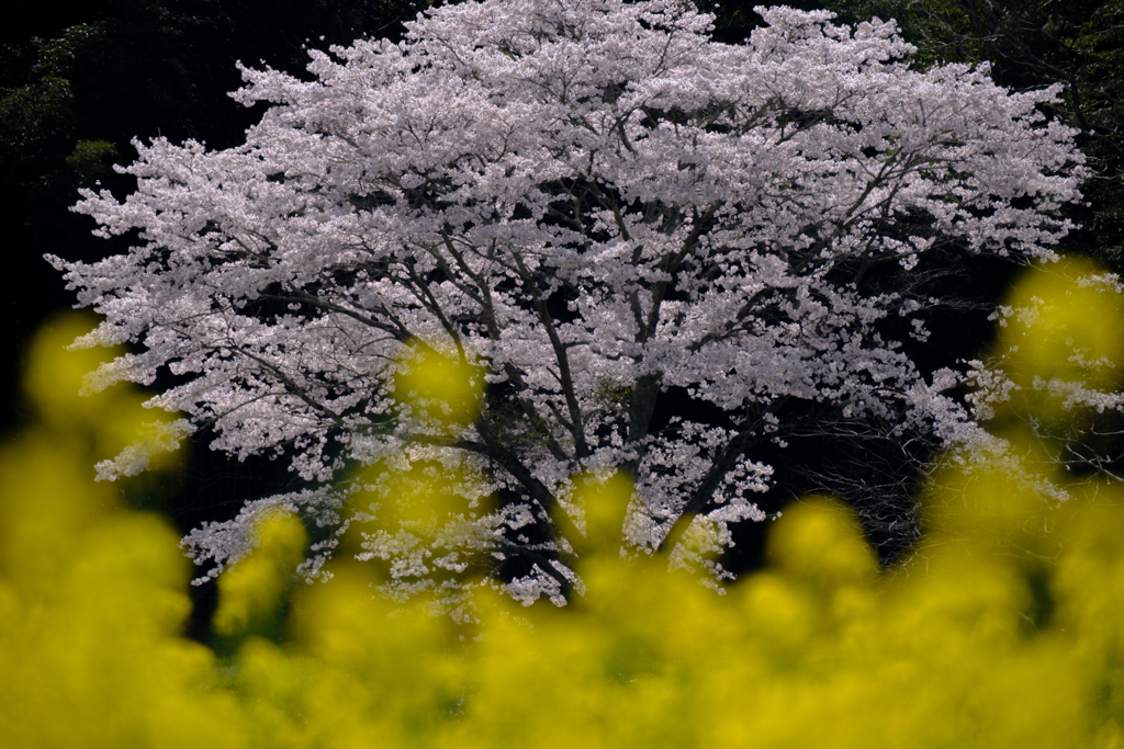 桜咲く　満開