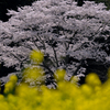 桜咲く　満開