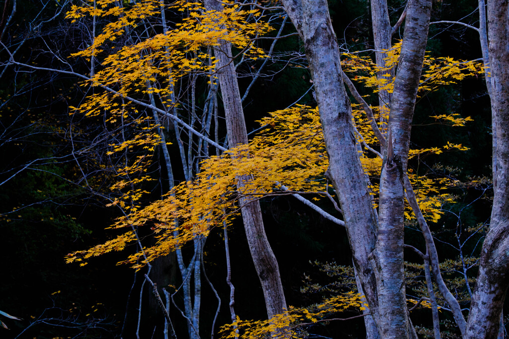 深山を染める秋の光 #２