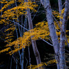 深山を染める秋の光 #２