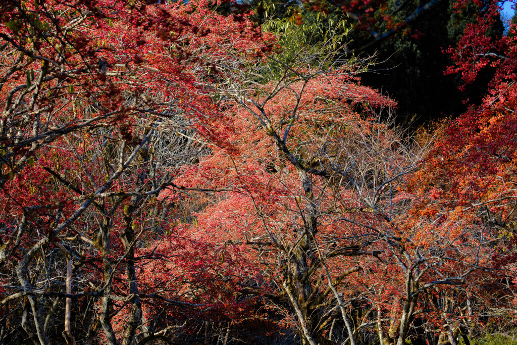群生のまゆみ、森の詩