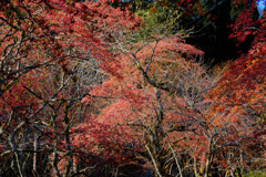 群生のまゆみ、森の詩