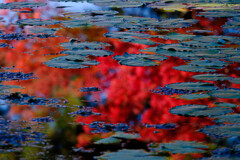水面に浮かぶ紅葉＃２