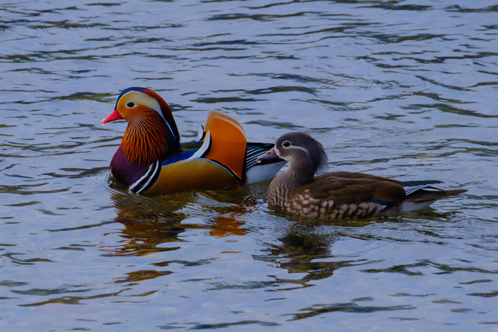 寄り添う彩り（オシドリ夫婦）＃４