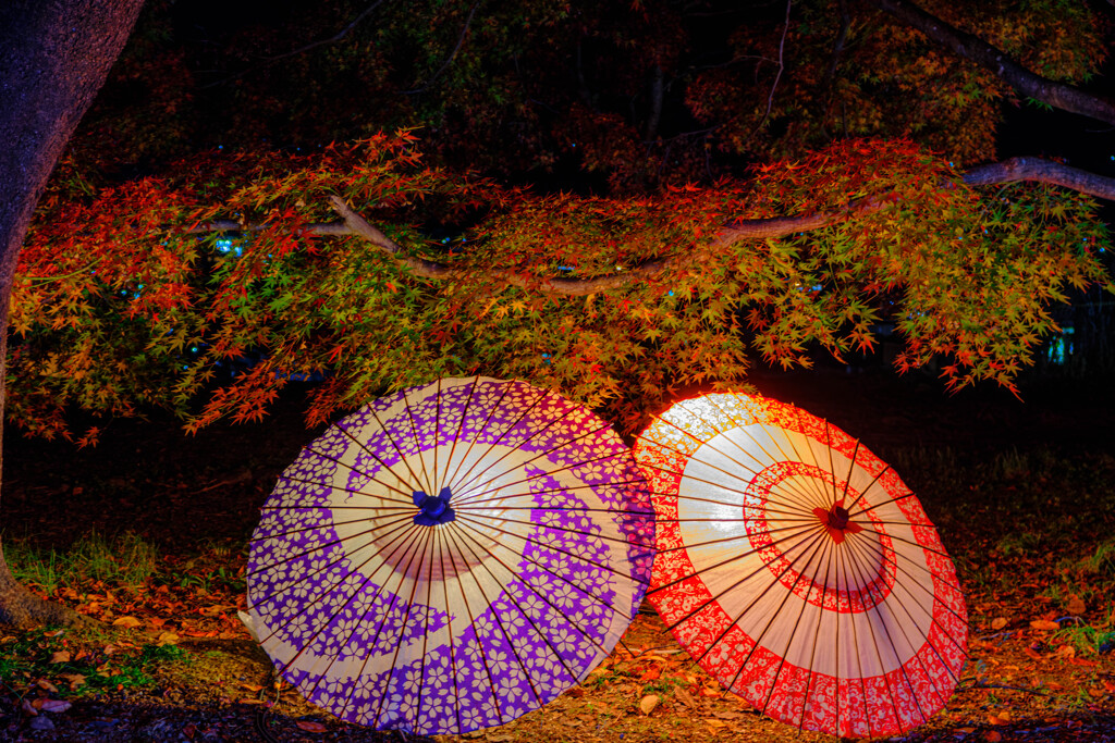 紅葉ライトアップ＃３