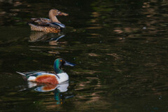 越冬のハシビロガモ　連写＃１