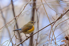 ルリ子、冬の木立に（ルリビタキ♀）