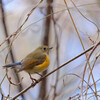 ルリ子、冬の木立に（ルリビタキ♀）