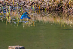 ホバリング中　翡翠（カワセミ）