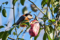 アケビと格闘中（ヤマガラ）