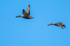 飛翔　ハシビロガモ　（エクリプス個体）