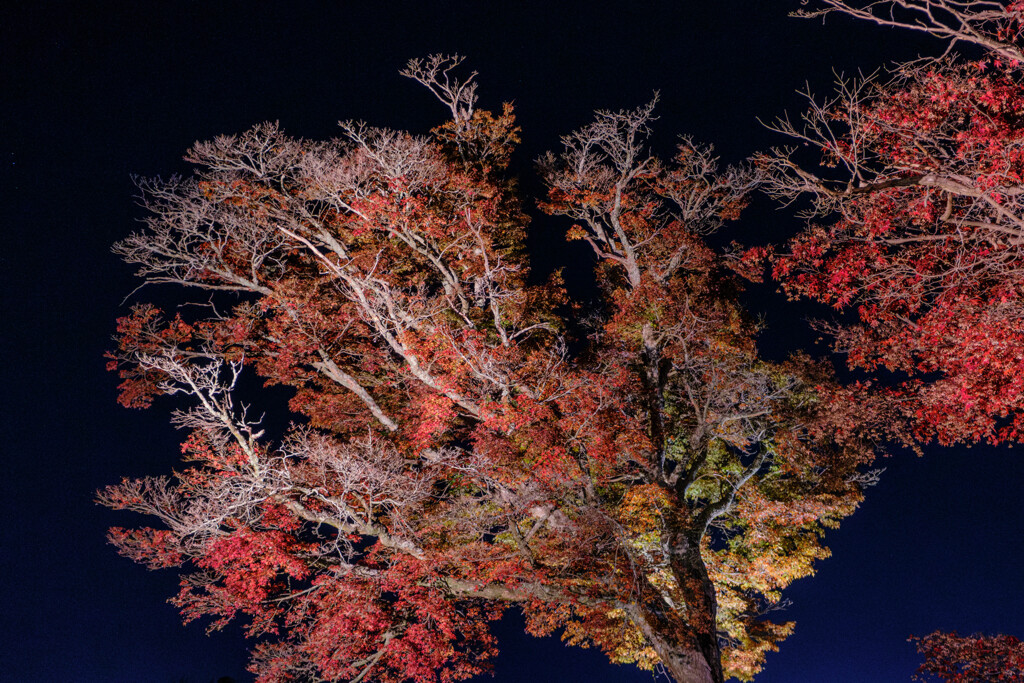 紅葉ライトアップ＃１