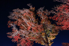 紅葉ライトアップ＃１