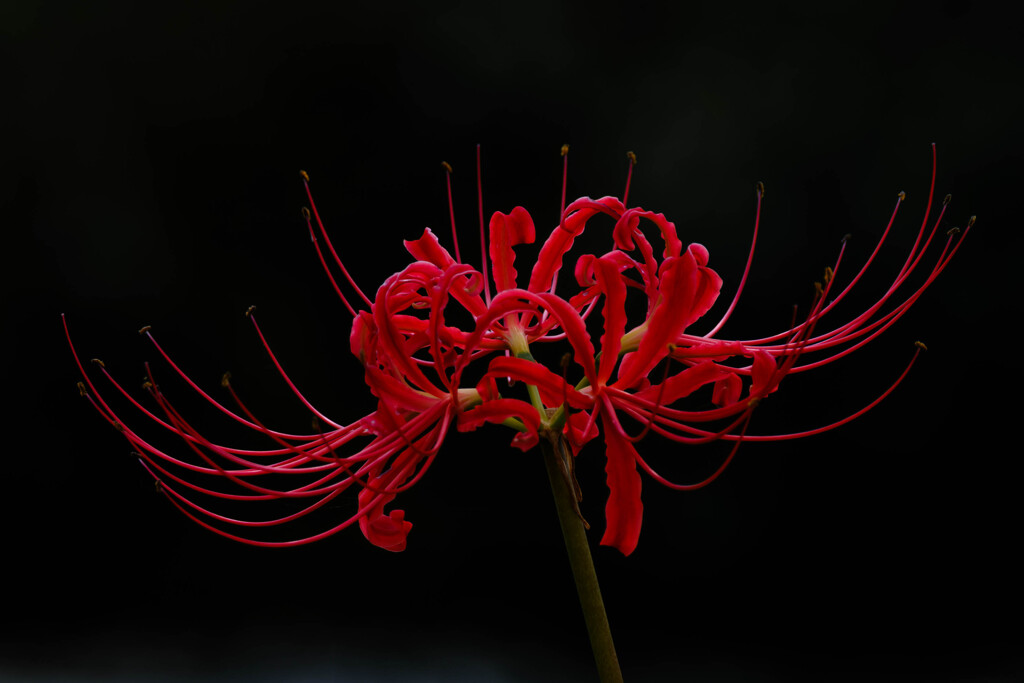 曼殊沙華