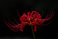 曼殊沙華
