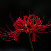 曼殊沙華