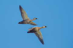 飛翔　（カルガモ）