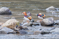 寒波の中州に佇む（オシドリ♂♀）