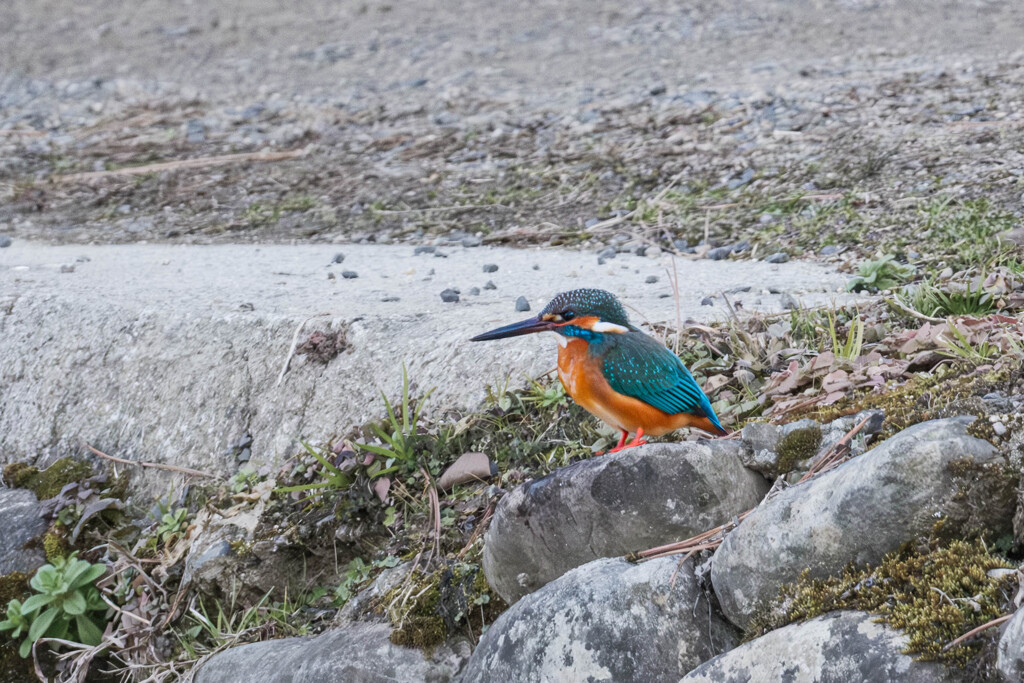 翡翠（カワセミ）＃１