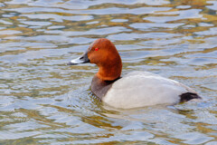 厳寒の越冬（ホシハジロ♂）