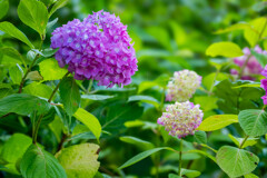 紫陽花寺　＃７