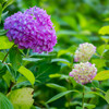 紫陽花寺　＃７