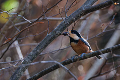 ドングリみっけ（ヤマガラ）