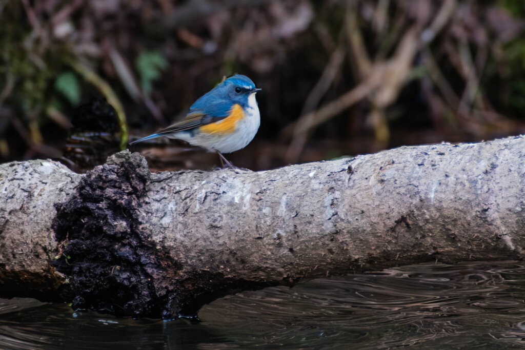 幸せの青い鳥（ルリビタキ♂）