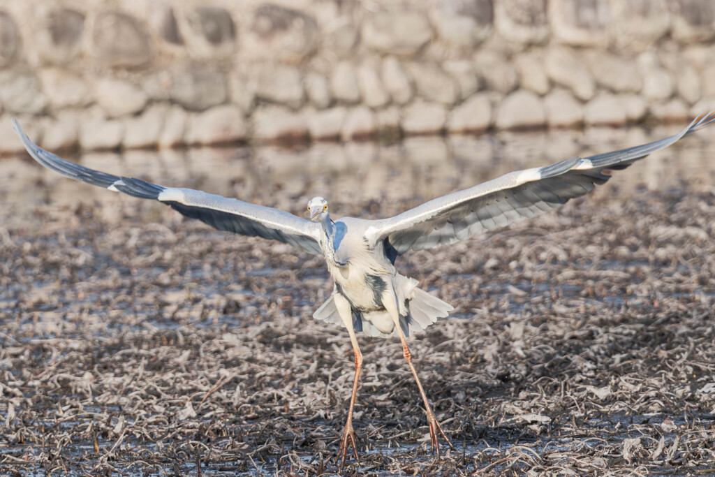 羽音で描く静かなワルツ（アオサギ）＃１
