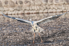 羽音で描く静かなワルツ（アオサギ）＃１