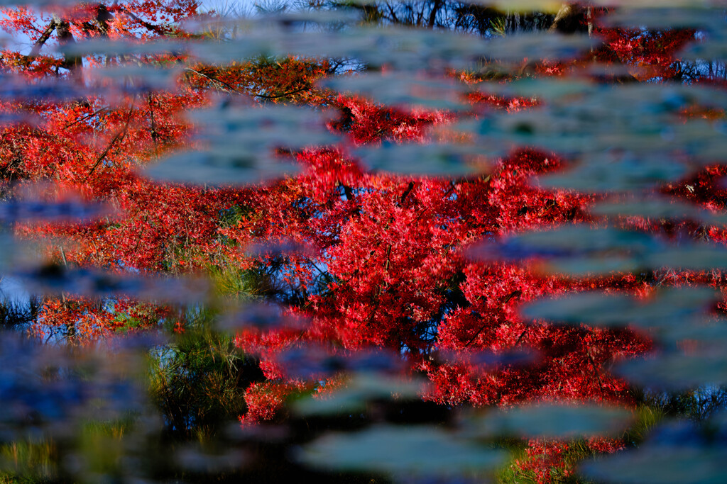 水面に浮かぶ紅葉＃１