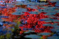 水面に浮かぶ紅葉＃１