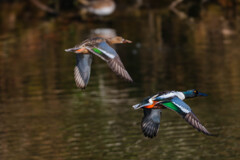 越冬のハシビロガモ　連写＃３