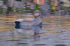 厳寒の越冬(オカヨシガモ)