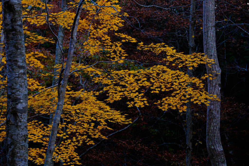 深山を染める秋の光 #1