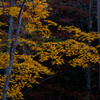 深山を染める秋の光 #1