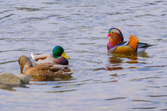 マガモカップルの邪魔をするオシドリ