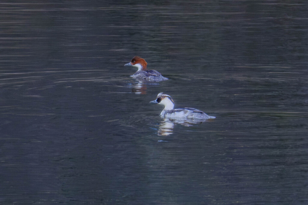 パンダ鴨飛来（ミコアイサのカップル）