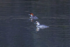 パンダ鴨飛来（ミコアイサのカップル）