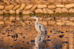 アーベントロートに染まるアオサギ