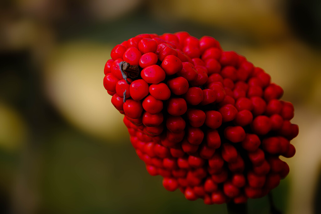 真紅のマムシグサの実