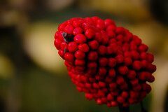 真紅のマムシグサの実