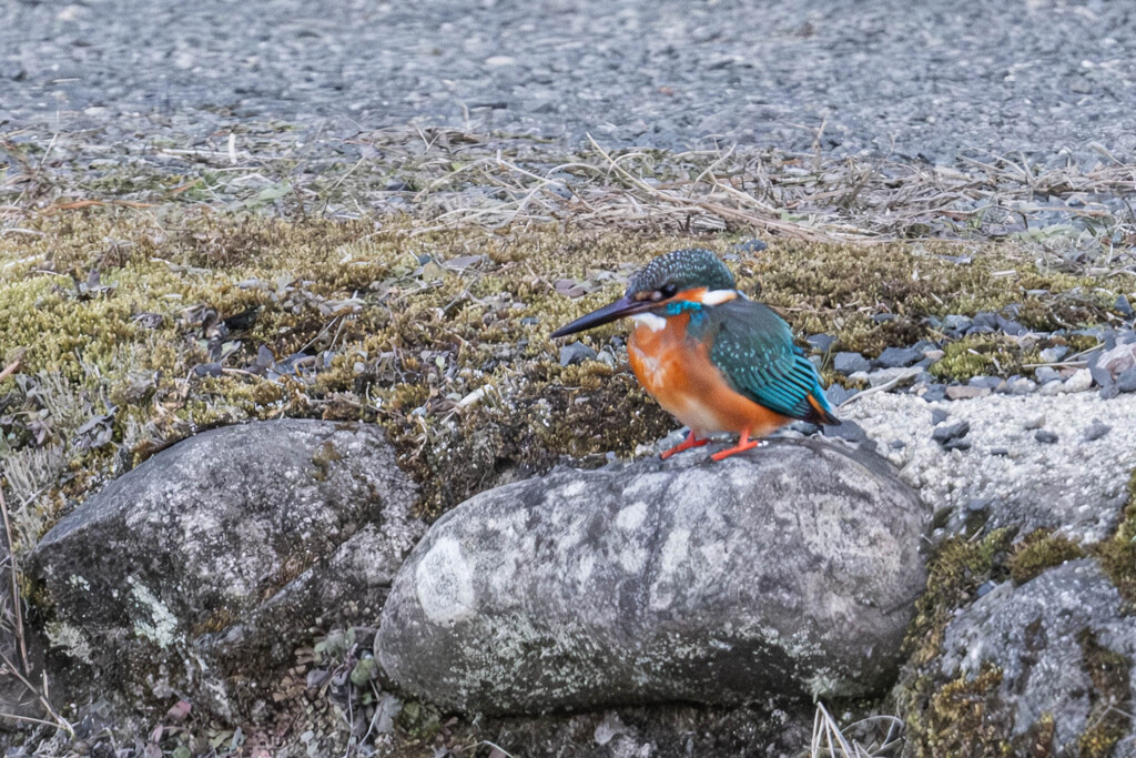 翡翠（カワセミ）＃２