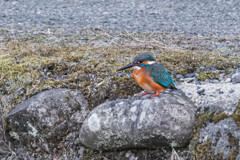 翡翠（カワセミ）＃２