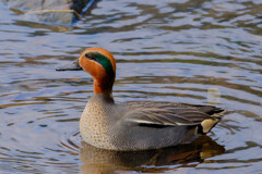 厳寒の越冬（コガモ♂）