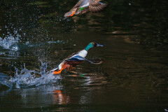 越冬のハシビロガモ　連写＃２