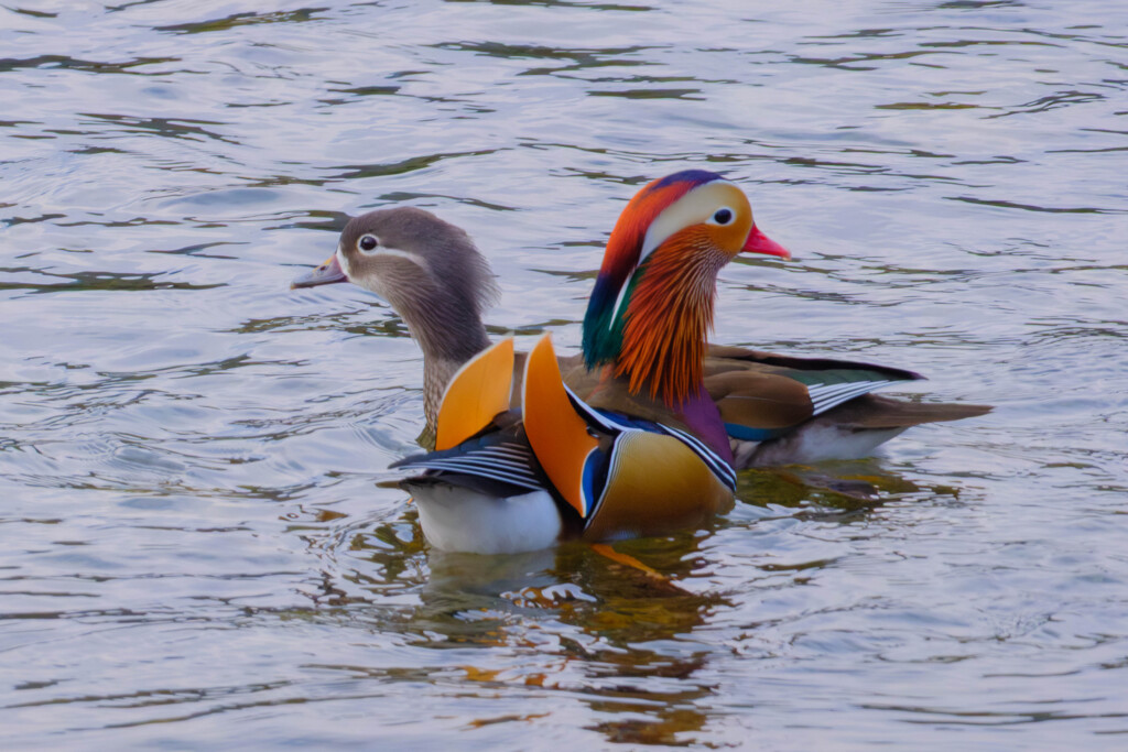 寄り添う彩り（オシドリ夫婦）＃３