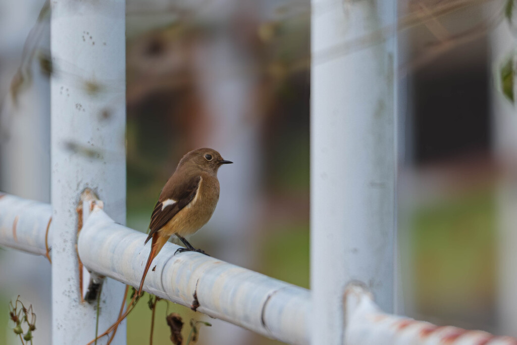 ジョウビタキ♀飛来